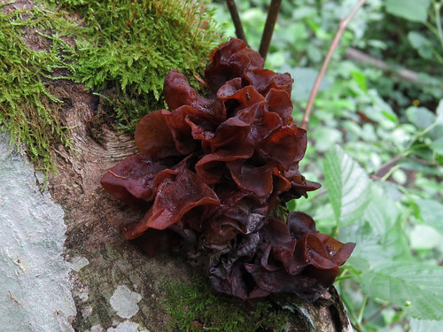 Дрожалка лиственная (Phaeotremella frondosa) — несъедобный гриб из рода Тремелла. Автор фото: Kari Pihlaviita