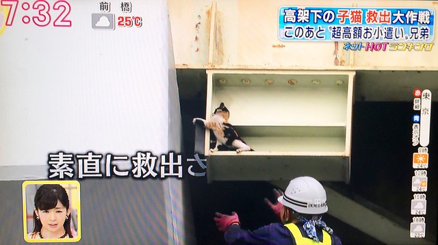 Cat rescue from express highway pillar covered on Japanese television