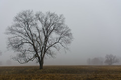 Fog / Mist