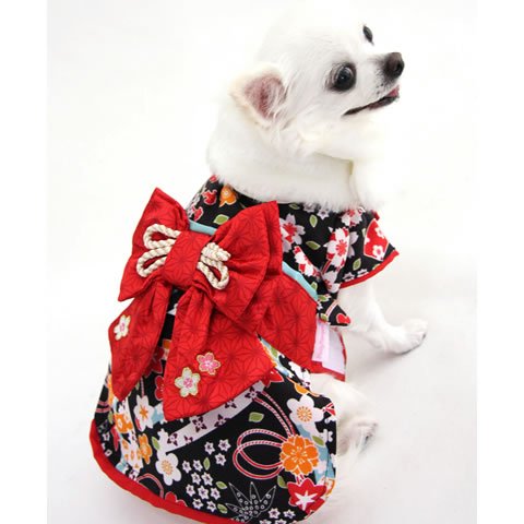 Pet Dog in Kimono!