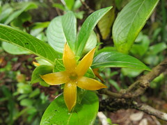 Loganiaceae (Logania family)