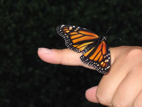 Monarch Butterfly female