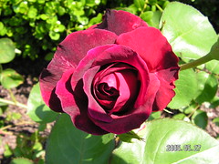 rozen, roses, English roses