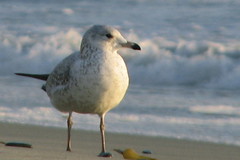 Seagulls by the Sea