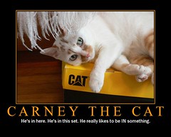 Carney The Cat