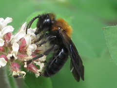 Mining Bees - Andrenidae
