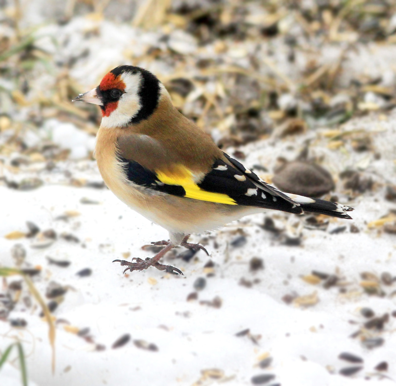Goldfinch. Credit Karelj