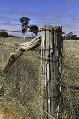 Fence - rural