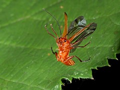 Beetles in Flight  - Coleoptera -  fliegende Käfer