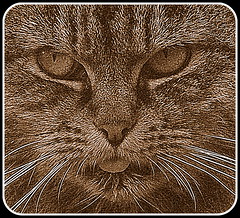 Voulez-vous voir nos Chats? Chats Chattes Chatons Minou Minet Miné Maru Matou "LOL Cat" Cat Kitten feline felix Gato Gata Gatito Katze Plaudert Kätzchen Gatto Gatta Gattino Gato gatinho Котенок чатов кота