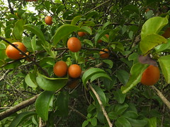 Edible Wild Fruit of India