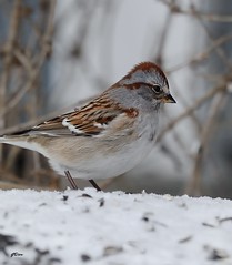 Bruiant Hudsonien / American tree Sparrow