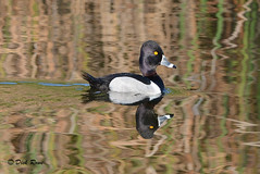 Ring-necked Duck FL 17