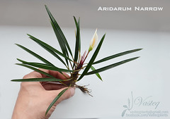 Aridarum "Narrow"