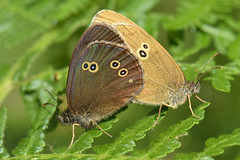 British butterflies: Satyrinae