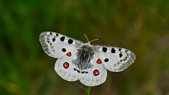Butterflies (Lepidoptera) of Turkey