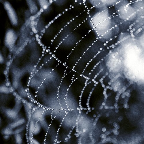 jewels of spider