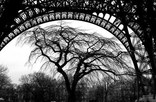 Tree under arch of Eiffel Tower