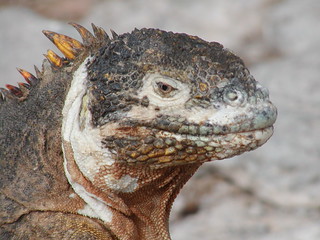 Galapagos Iguana by Visceral Vox, on Flickr