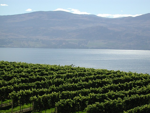Lake Okanagan and Vineyards best bc wine