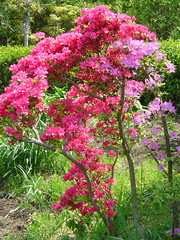 A Garden of Azalea & Rhododendron