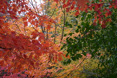 Autumn Michigan