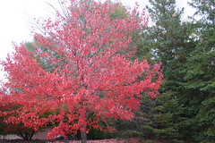 Maple Tree: Study Image