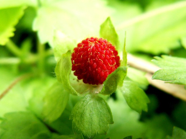 蛇莓；Flickr CC授權；攝影者：judie35 (Chiau-Bun Ong)