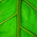 tree philodendron