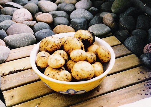 Potatoes (1998)