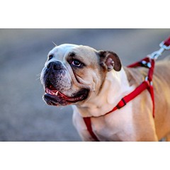 #Bulldog at the #sttheresafeast #teamcanon #canon60d #60d #85mm #dog #Bronx #bronxphotography #ishootbx #ishootbronx