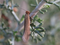 Other Micro-Moths - Microheterocera