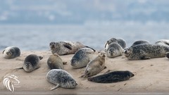 Harbor Seals of Sandy Hook | 2017