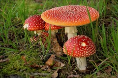 Paddestoelen (Mushroom)