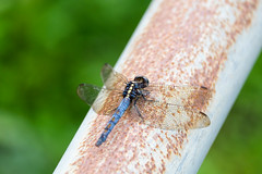 Dragonfly on rust.
