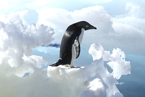 Adelie Penguin (Pygoscelis Adeliae) on iceberg, Antarctic Peninsula