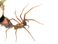 Araneae