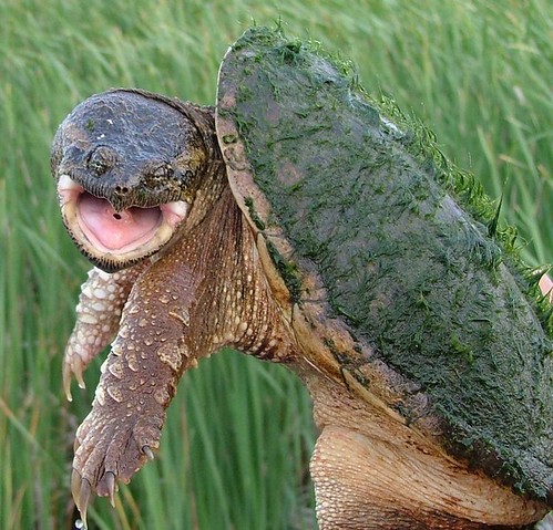 snapping turtle by ricmcarthur