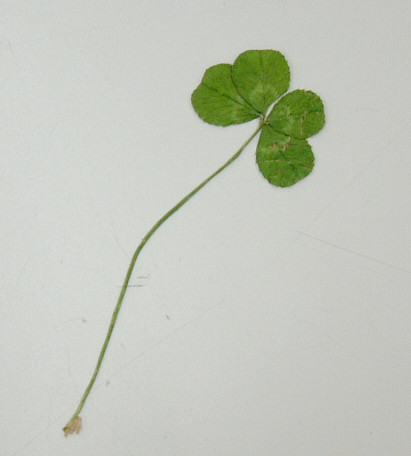 My co-worker, Tanaka-san  found this four-leaved clover