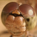 happy dragonfly - bug eyed with designer stubble