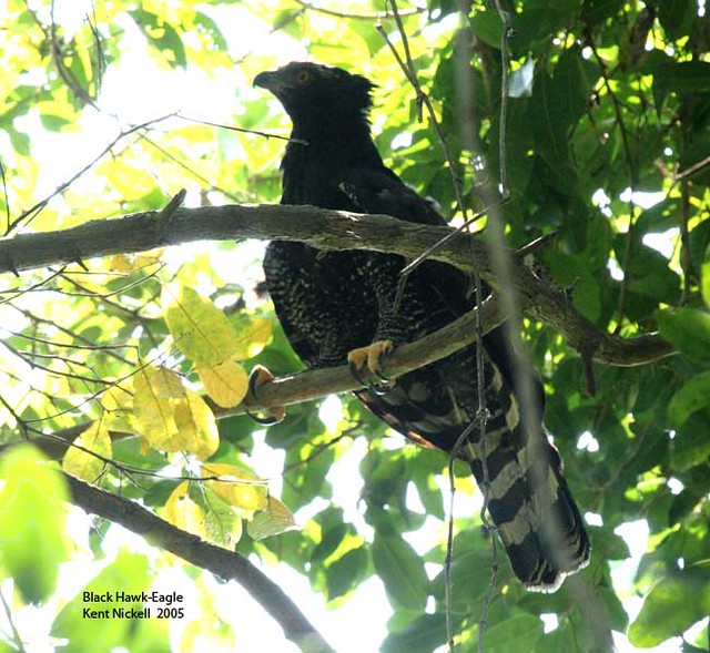 Falconiformes. Família  Acciptridae - Subfamília Buteonidade- Gaviões de penacho. genêro SPIZAETUS 59213011_54ea2f0048_z