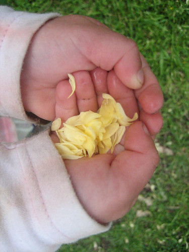 Rose Petals in a Child's Hands