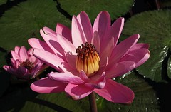 Seerosen und Lotusblüten