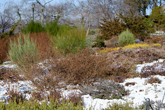 The Heather Garden in Winter - Fort Tryon Park