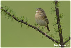 Sparrow (Grasshopper)