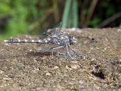 Dragonflies and damselflies of Western Ghats