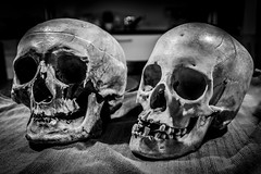 Skulls, part 2