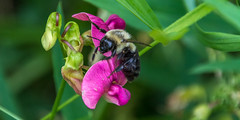 Macro Bees VII