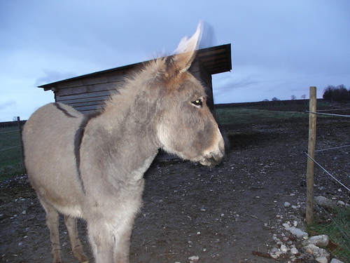 My cousin's donkey