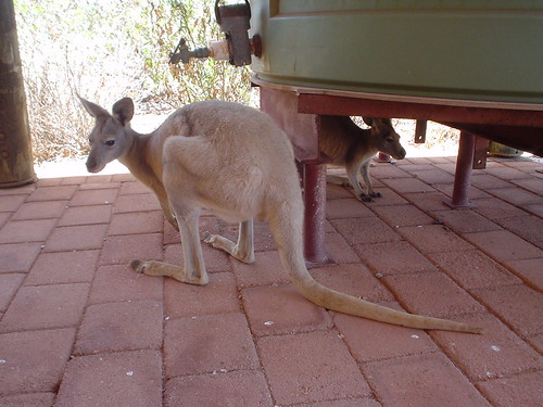 Kangaroos in the shade